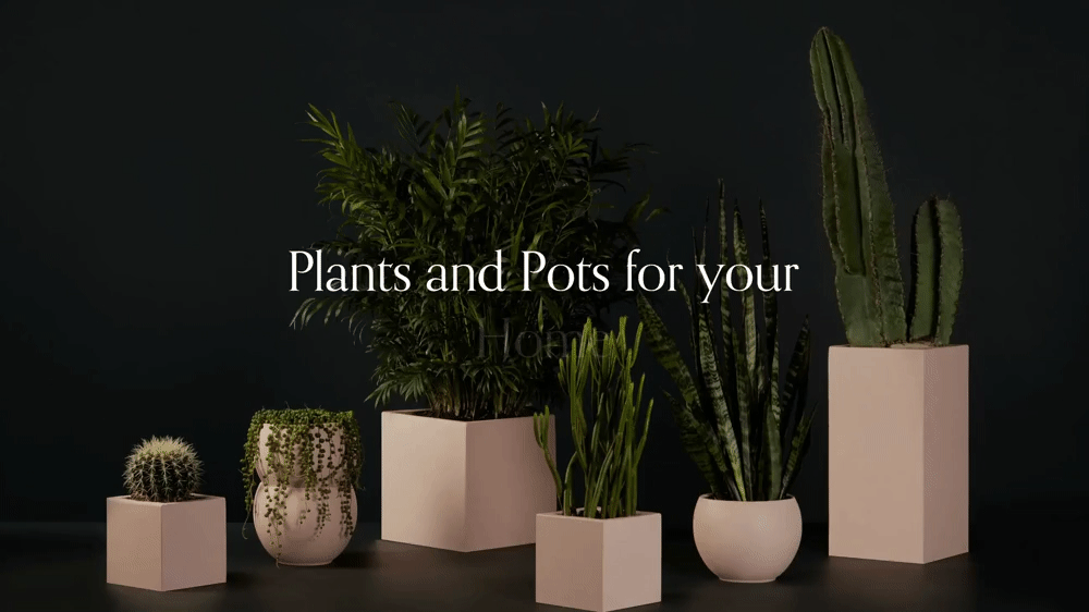 Animated Rotating Text - Squarespace Templates
