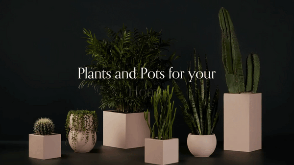 Animated Rotating Text - Squarespace Templates